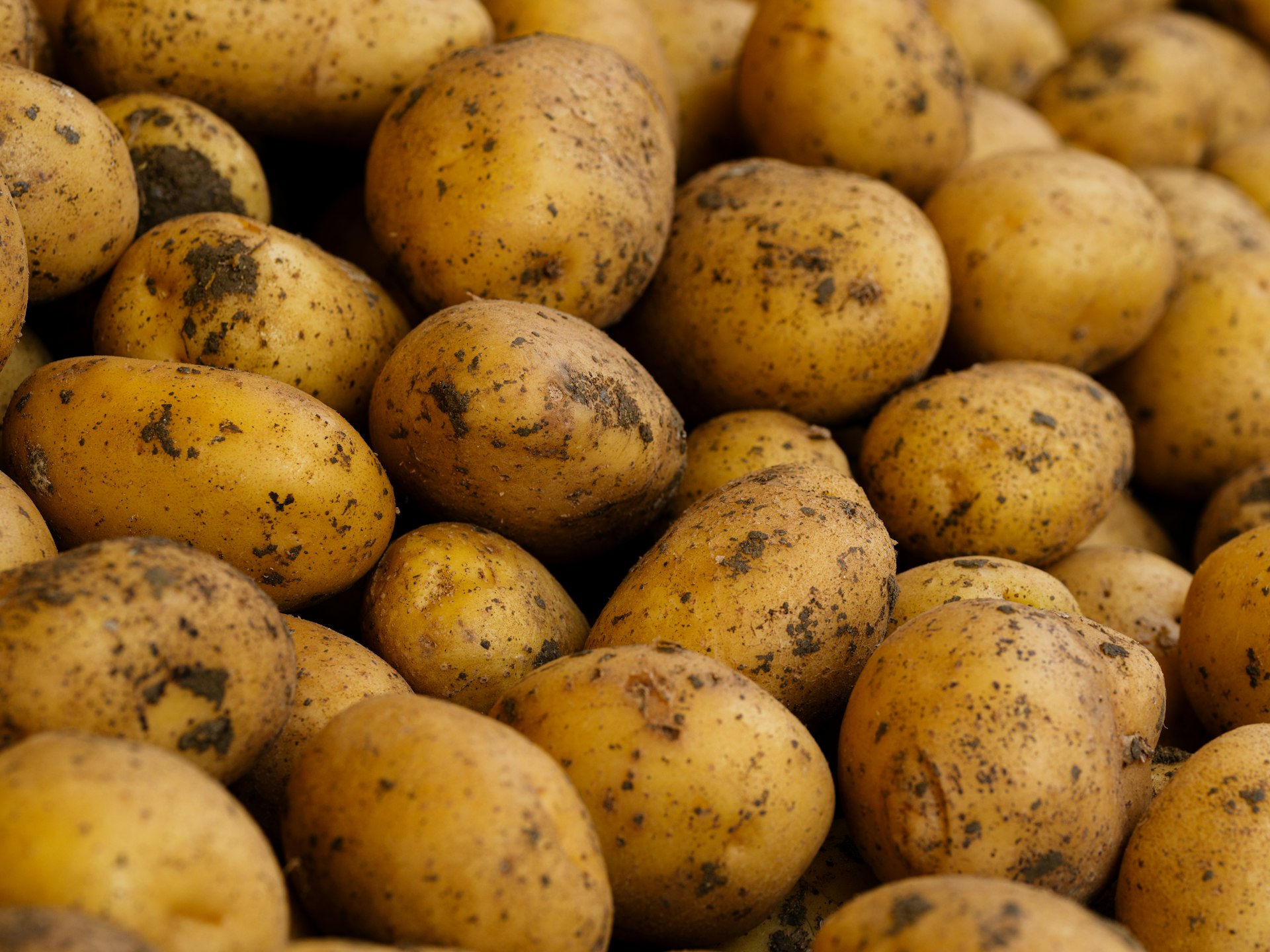 Pommes de terre