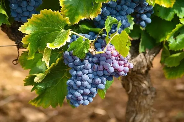 viticulture