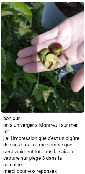 fruits attaqués