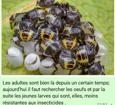 éclosion punaises diaboliques