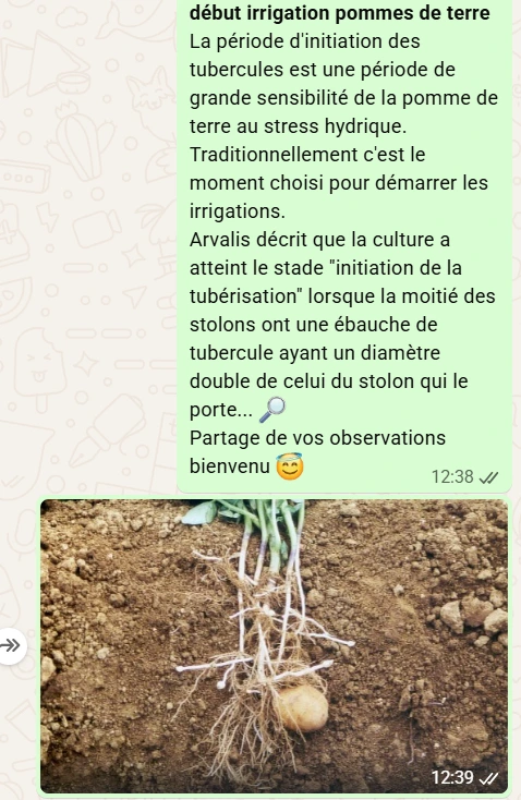tubérisation pdt