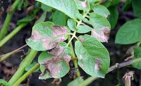 Maladies des pommes de terre