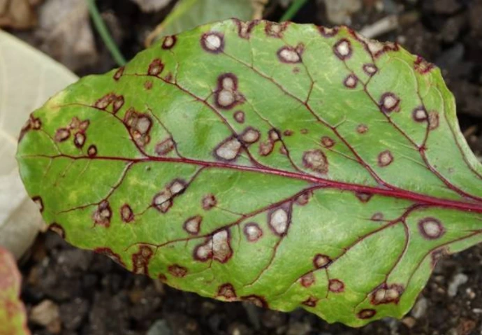 Maladies des betteraves sucrières