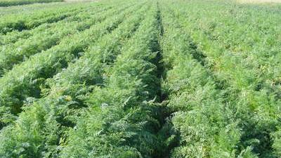 Maladies des carottes