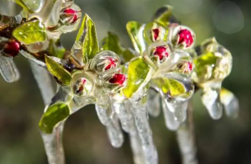 Anticipation et suivi du Gel