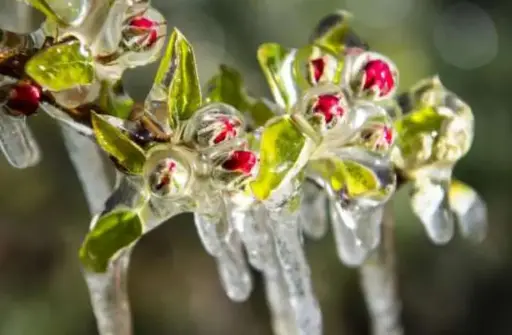 Anticipation et suivi du Gel